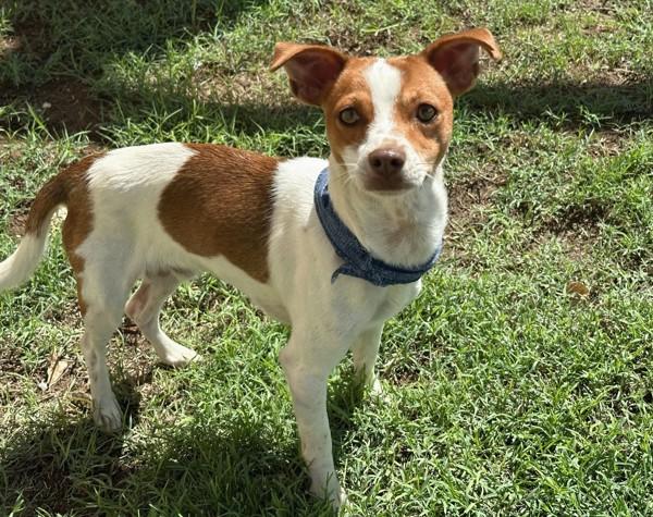 Johnson, a Adoptable mixed breed in Midland, TX image 3/5