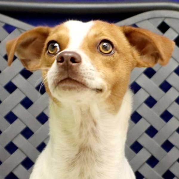 Johnson, a Adoptable mixed breed in Midland, TX image 4/5