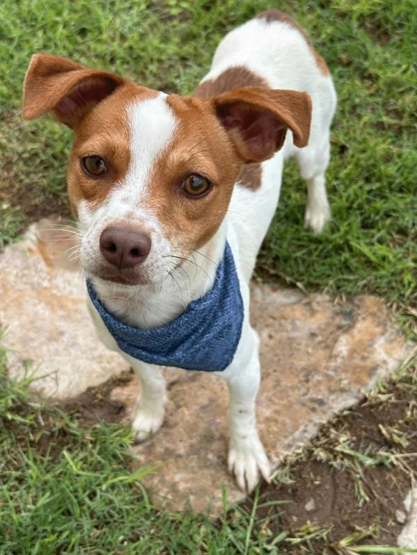 Johnson, a Adoptable mixed breed in Midland, TX image 5/5