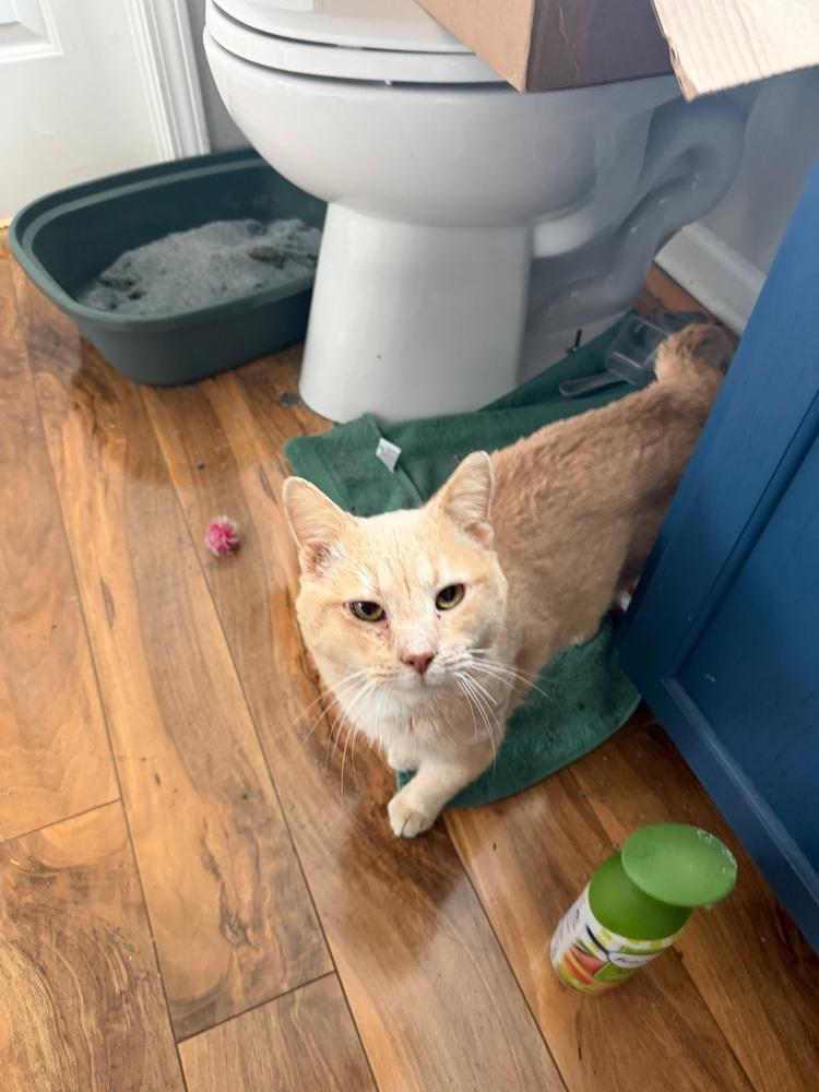 Creamsicle, Adoptable, Young Male Domestic Short Hair.