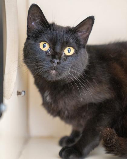 Nightwing, Adoptable, Adult Female Domestic Short Hair & Domestic Short Hair.