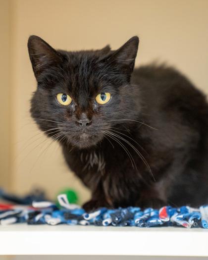 Nightwing, a Adoptable mixed breed in Pequot Lakes, MN image 2/2