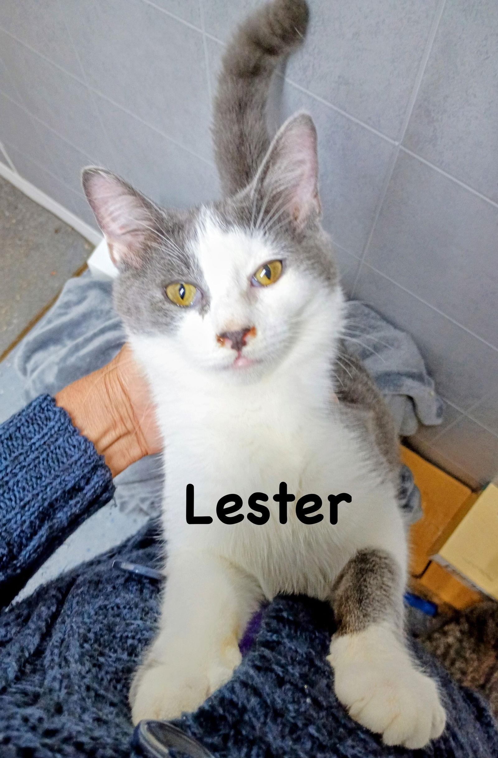 Lester, Adoptable, Adult Male Domestic Short Hair.