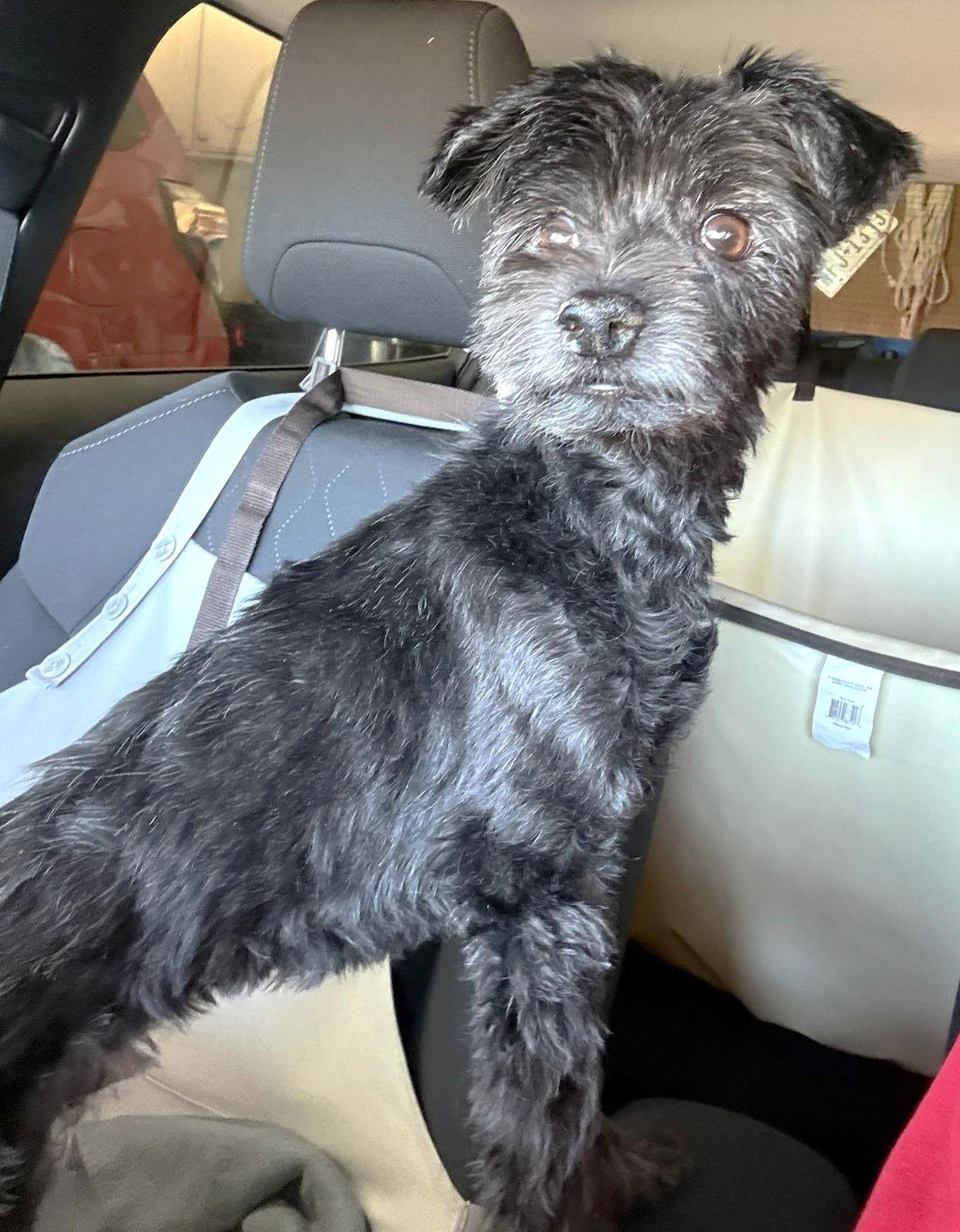 Oxford TX, Adopted, Senior Male Schnauzer.