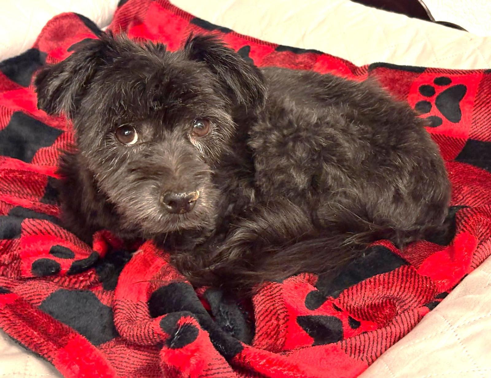 Enlarge Oxford TX, a Adopted Schnauzer in Boonton, NJ image 2/3