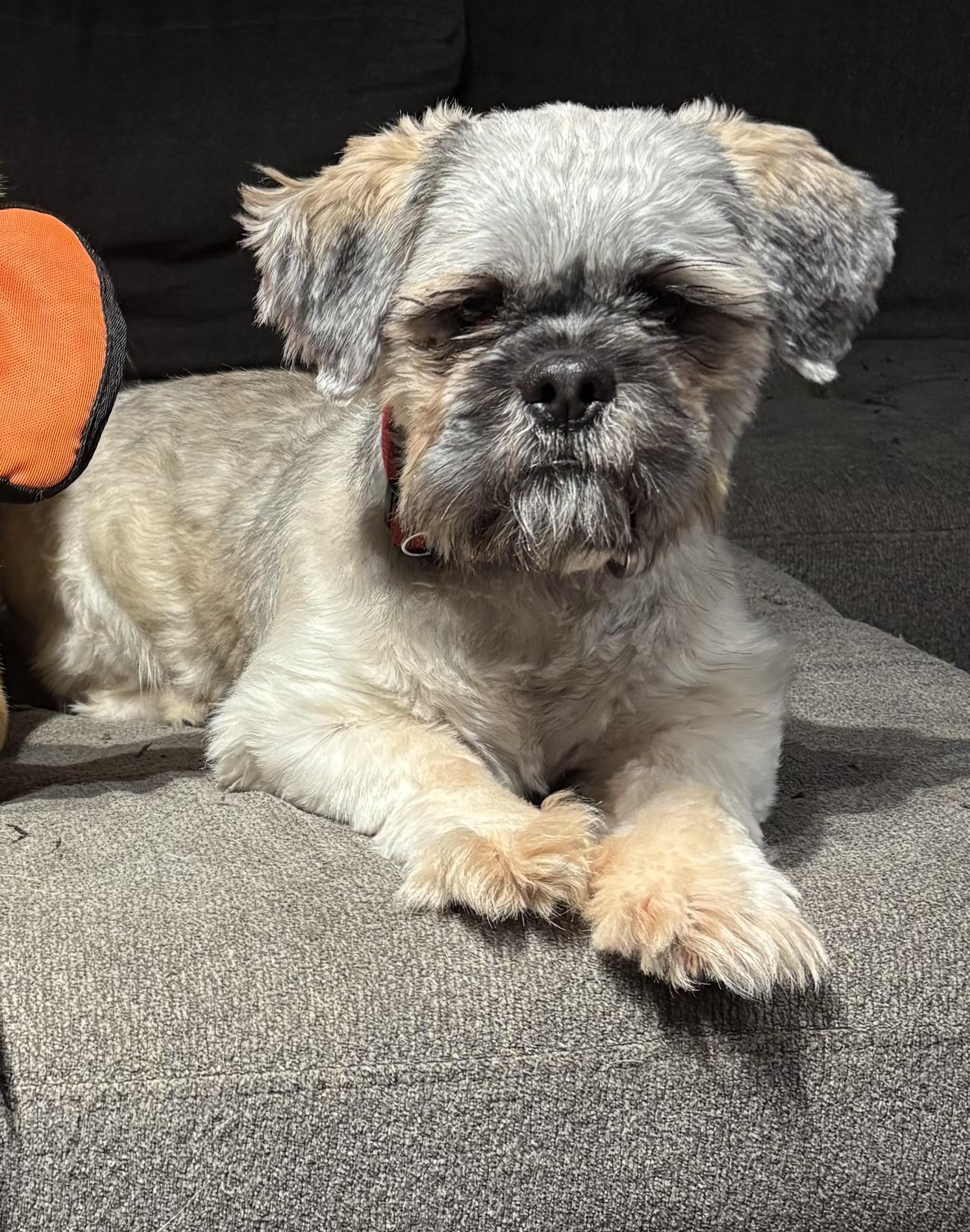 Chewey, ADOPTABLE, Adult Male Shih Tzu.