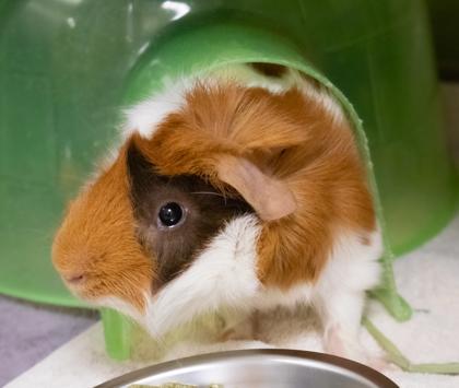 Enlarge Ginger, a Adoptable Guinea Pig in Ann Arbor, MI image 1/6