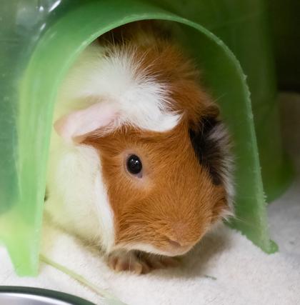 Enlarge Ginger, a Adoptable Guinea Pig in Ann Arbor, MI image 4/6