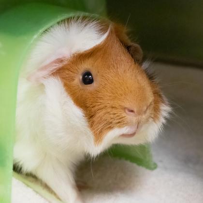 Enlarge Ginger, a Adoptable Guinea Pig in Ann Arbor, MI image 5/6