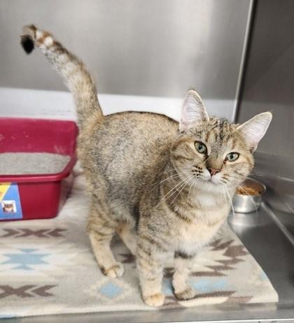 Enlarge Audrey, a Adoptable Domestic Short Hair in Butte, MT image 1/1