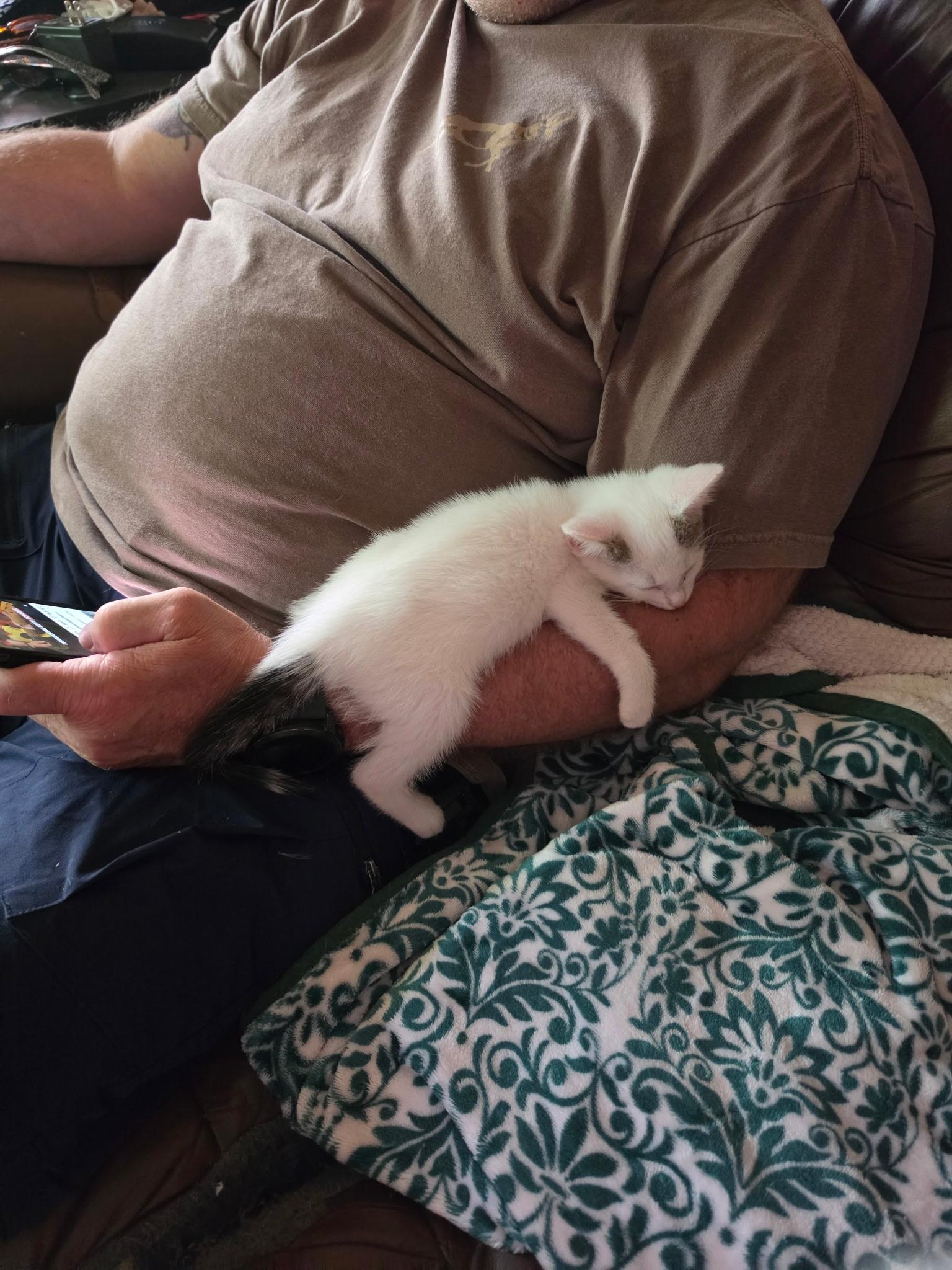Enlarge Levi Ann, a Adopted Domestic Short Hair in Indianapolis, IN image 2/4