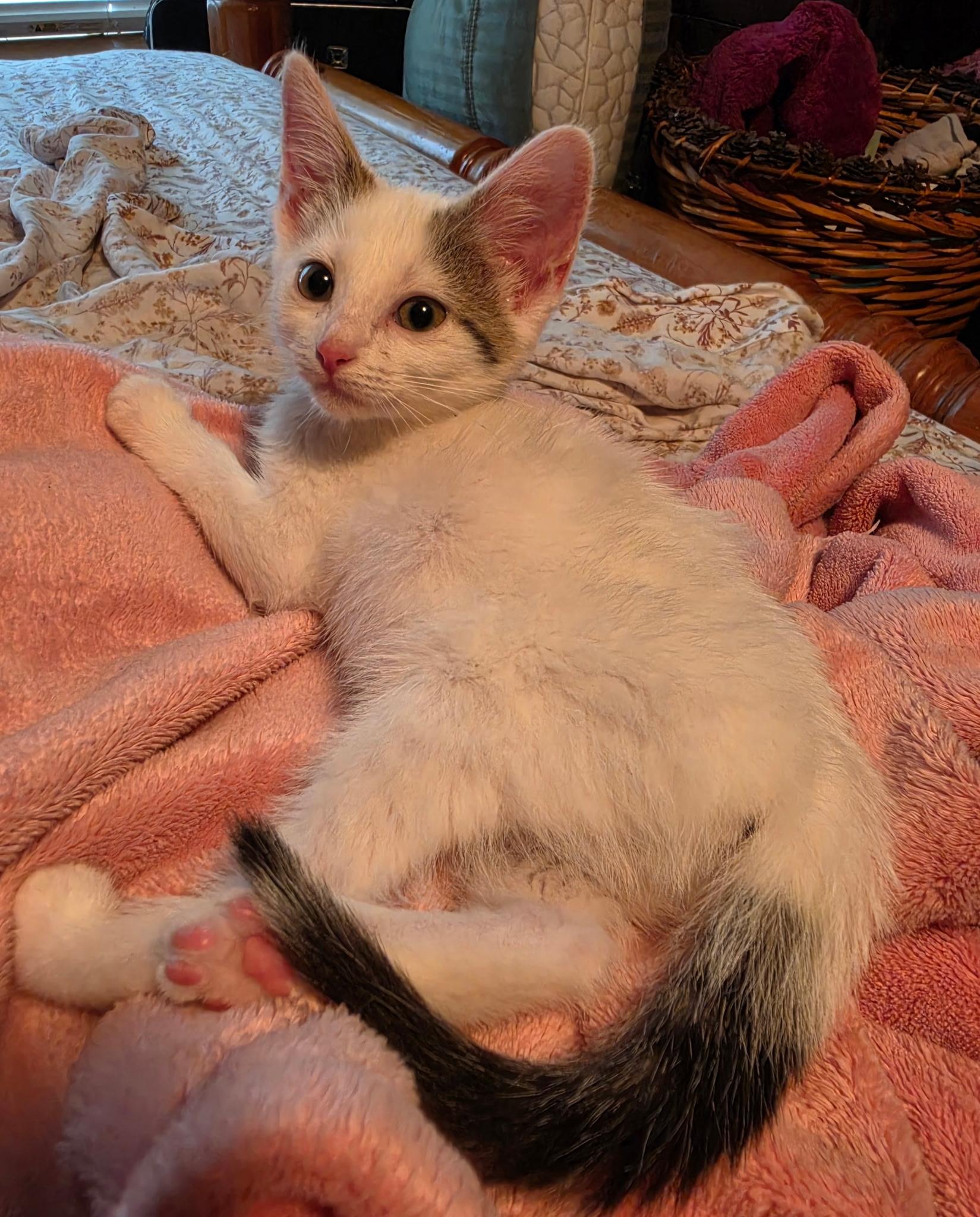Levi Ann, Adoptable, Kitten Female Domestic Short Hair.