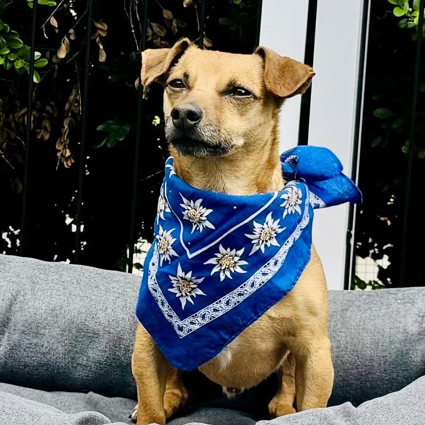 Cliff, a Adoptable mixed breed in Beverly Hills, CA image 1/5