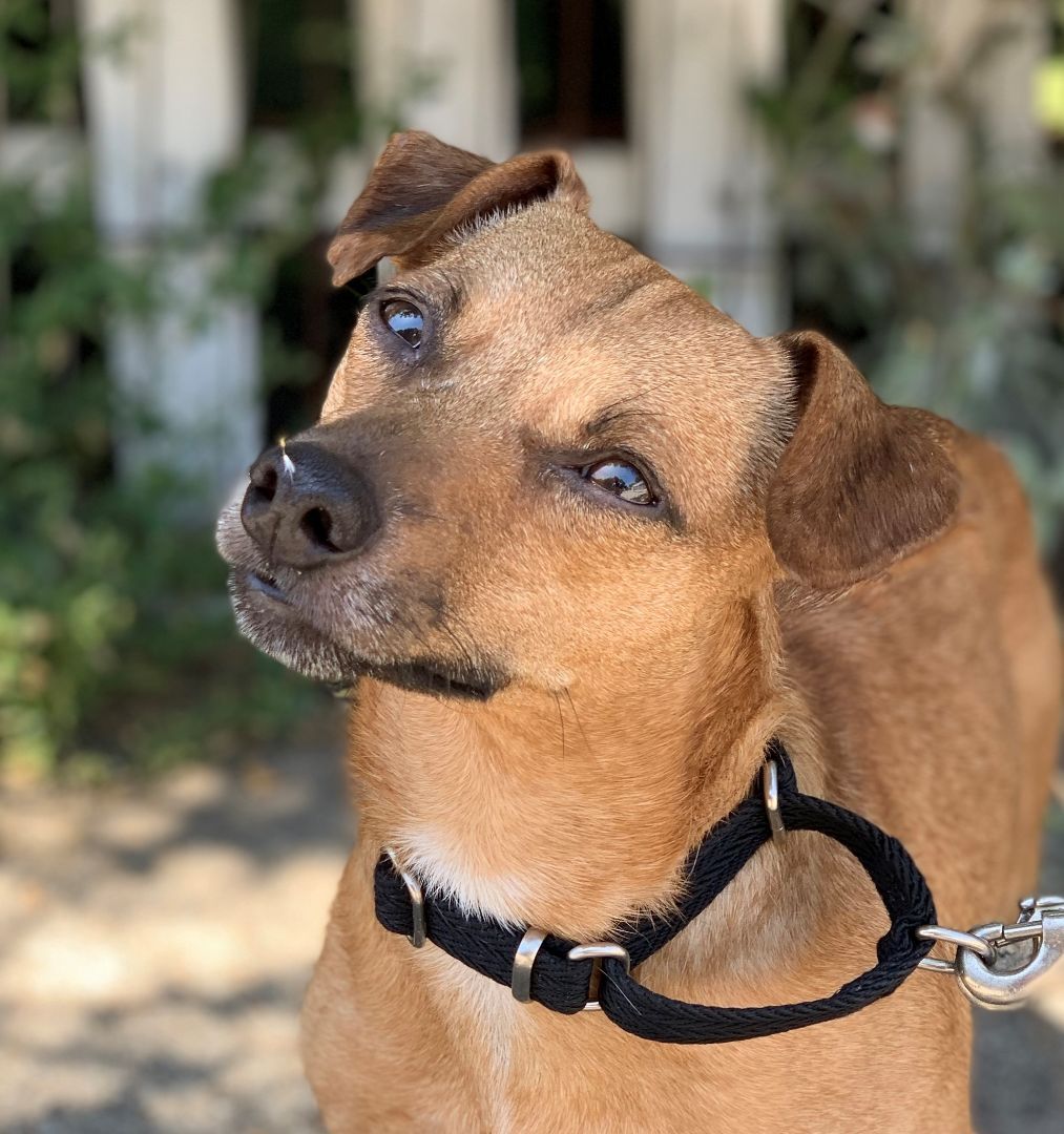 Cliff, a Adoptable mixed breed in Beverly Hills, CA image 5/5