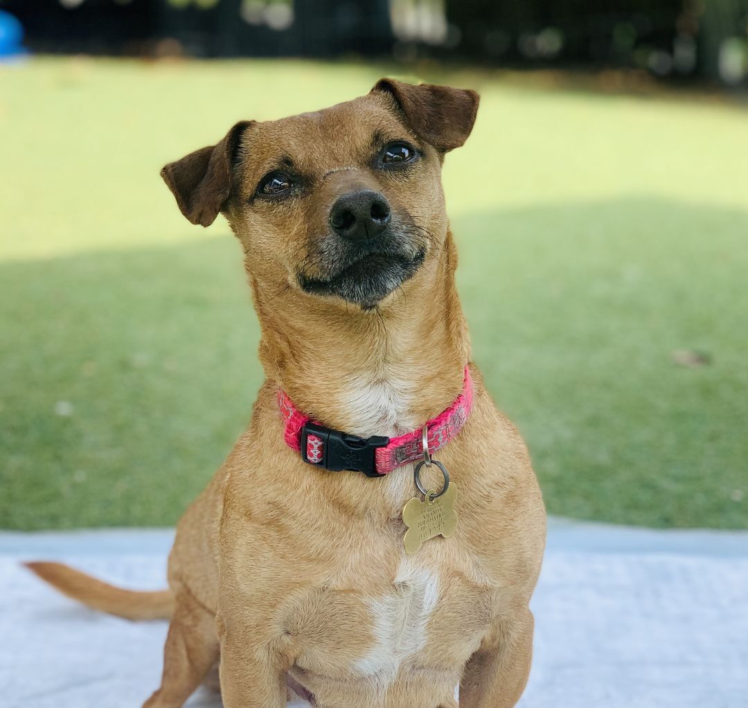 Cliff, a Adoptable mixed breed in Beverly Hills, CA image 2/5