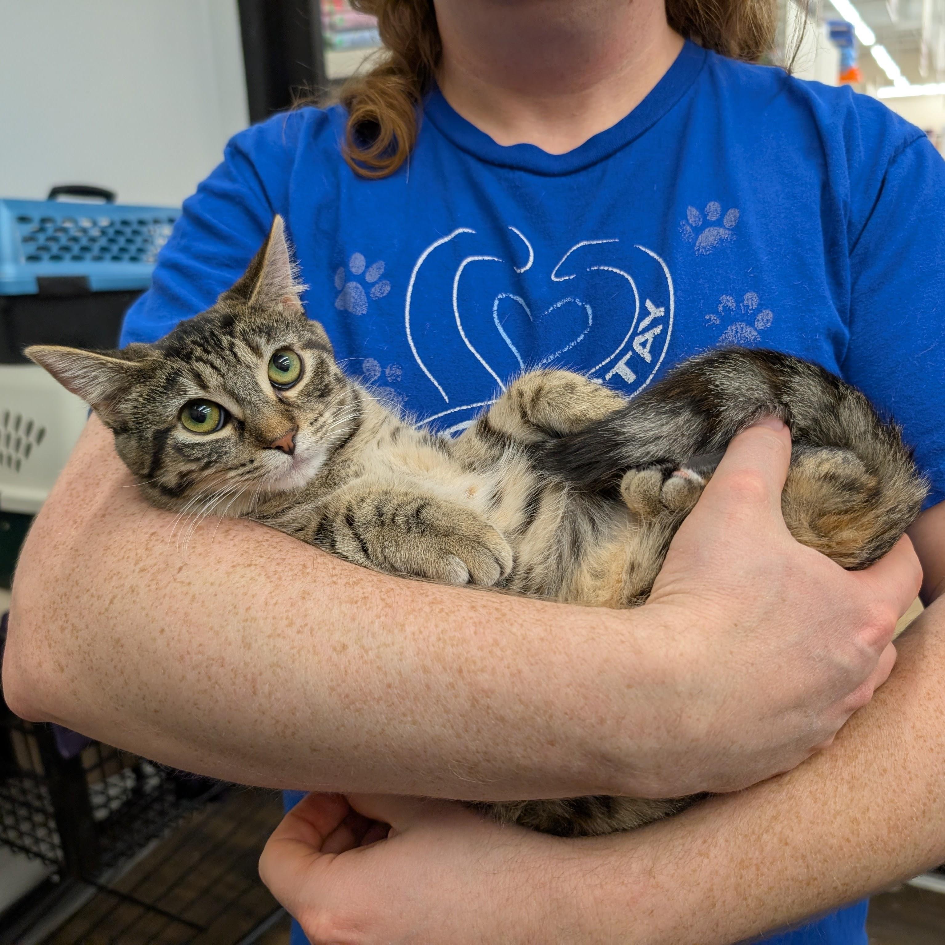 Enlarge Kala, a ADOPTABLE Domestic Short Hair in Grayslake, IL image 1/3