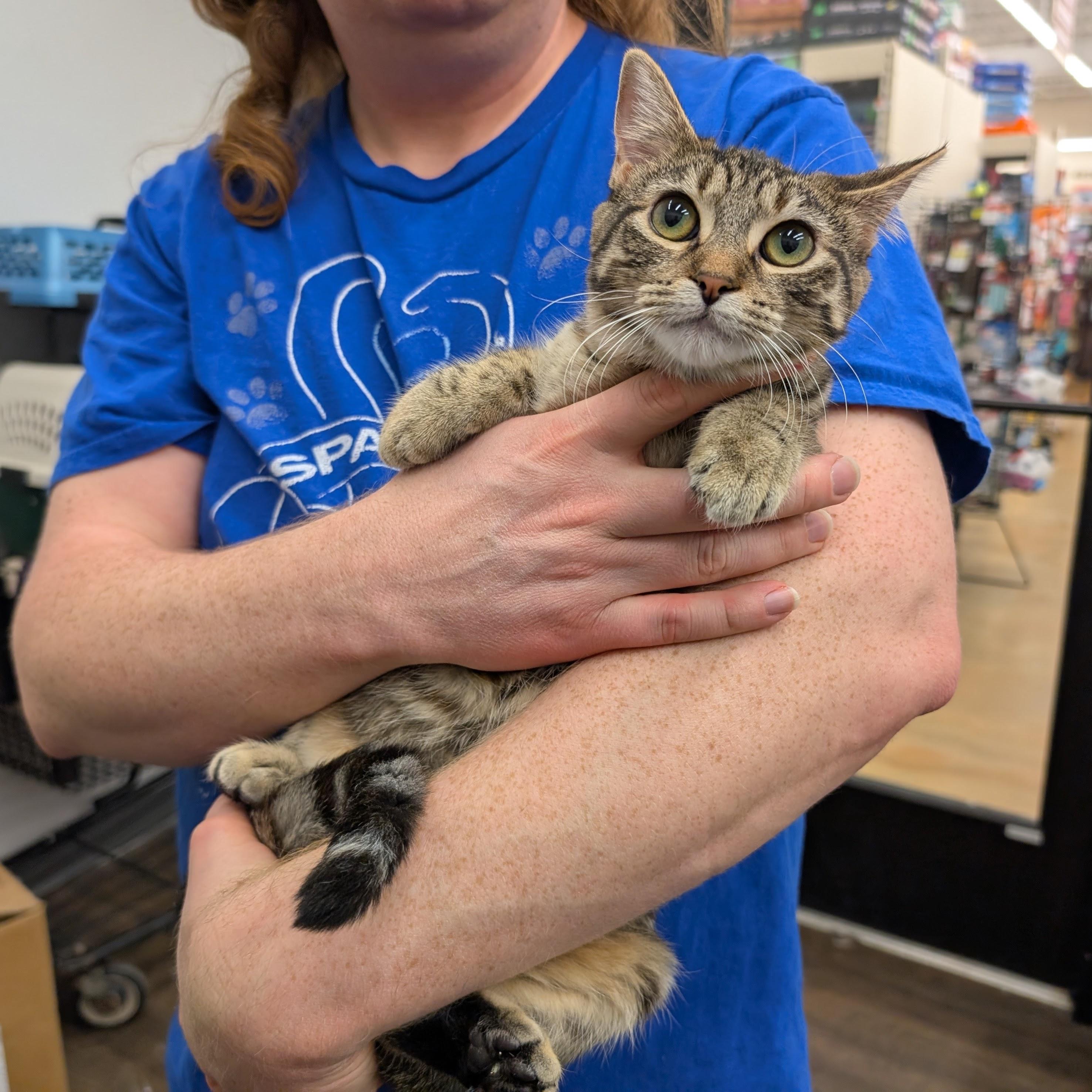 Enlarge Kala, a ADOPTABLE Domestic Short Hair in Grayslake, IL image 2/3