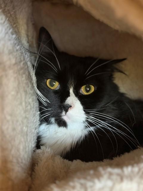 CELLO, Adoptable, Young Male Domestic Medium Hair.