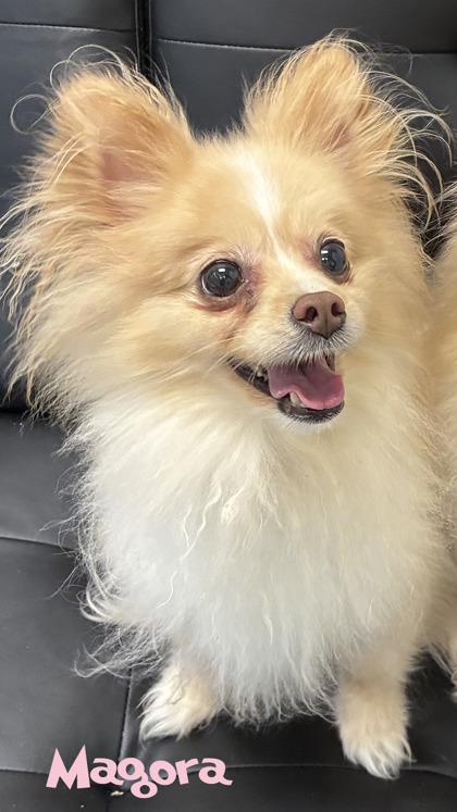 Enlarge Magora, a Adoptable mixed breed in Mason, MI image 2/2