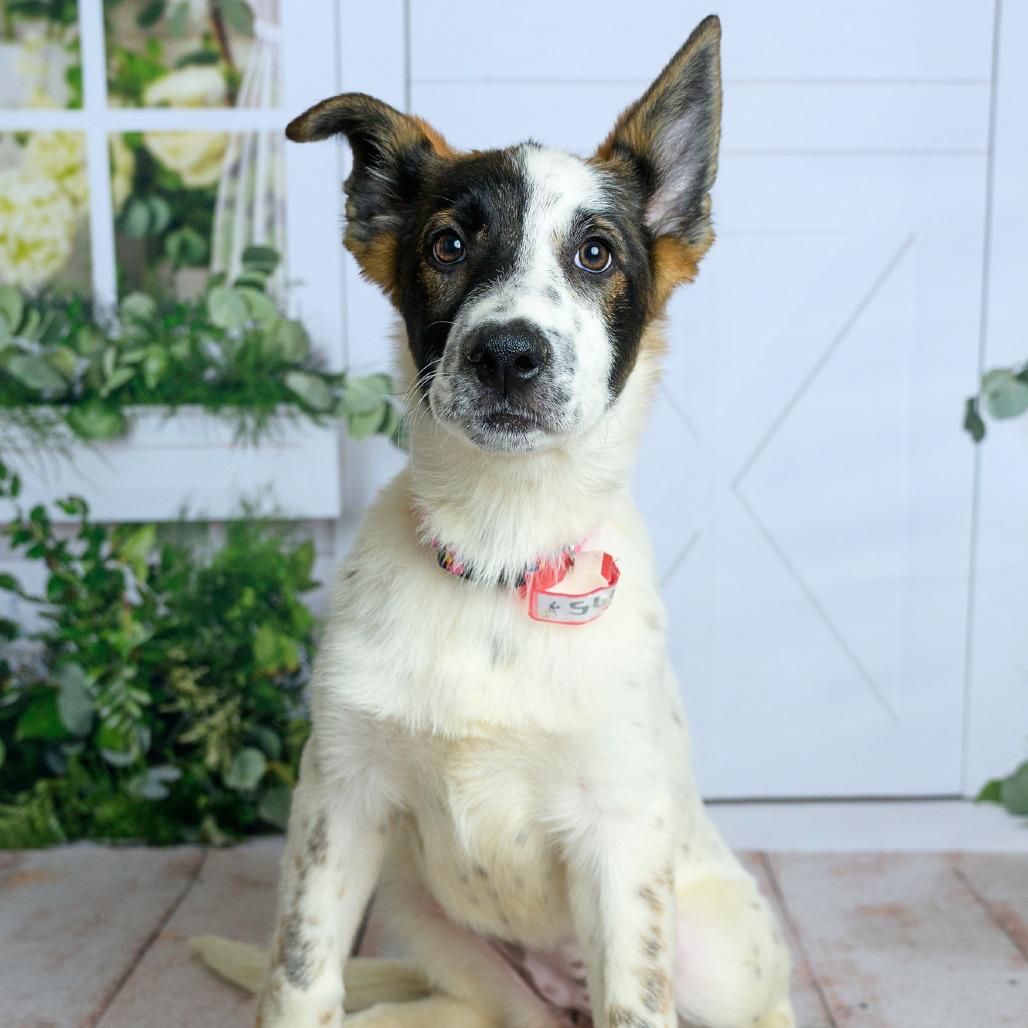 Enlarge 475 (2026) Robyn, a Adoptable mixed breed in Parker, CO image 1/6
