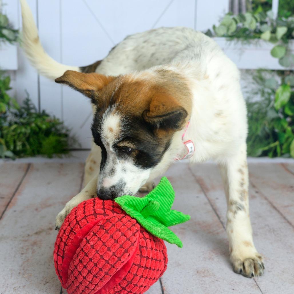 Enlarge 475 (2026) Robyn, a Adoptable mixed breed in Parker, CO image 2/6