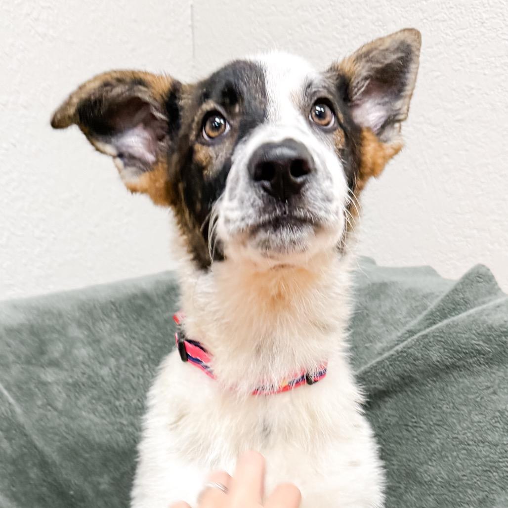 475 (2026) Robyn, Adoptable, Puppy Female Australian Cattle Dog / Blue Heeler.