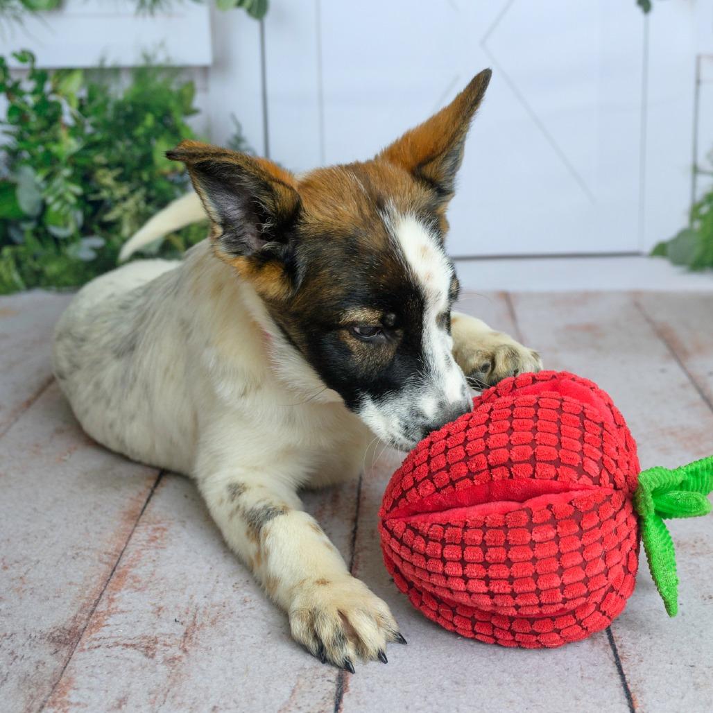 Enlarge 475 (2026) Robyn, a Adoptable mixed breed in Parker, CO image 4/6