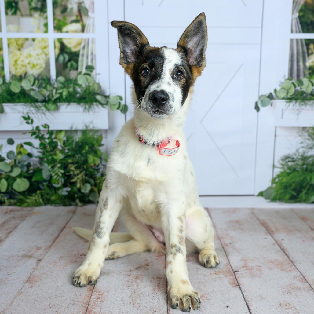 Enlarge 475 (2026) Robyn, a Adoptable mixed breed in Parker, CO image 5/6