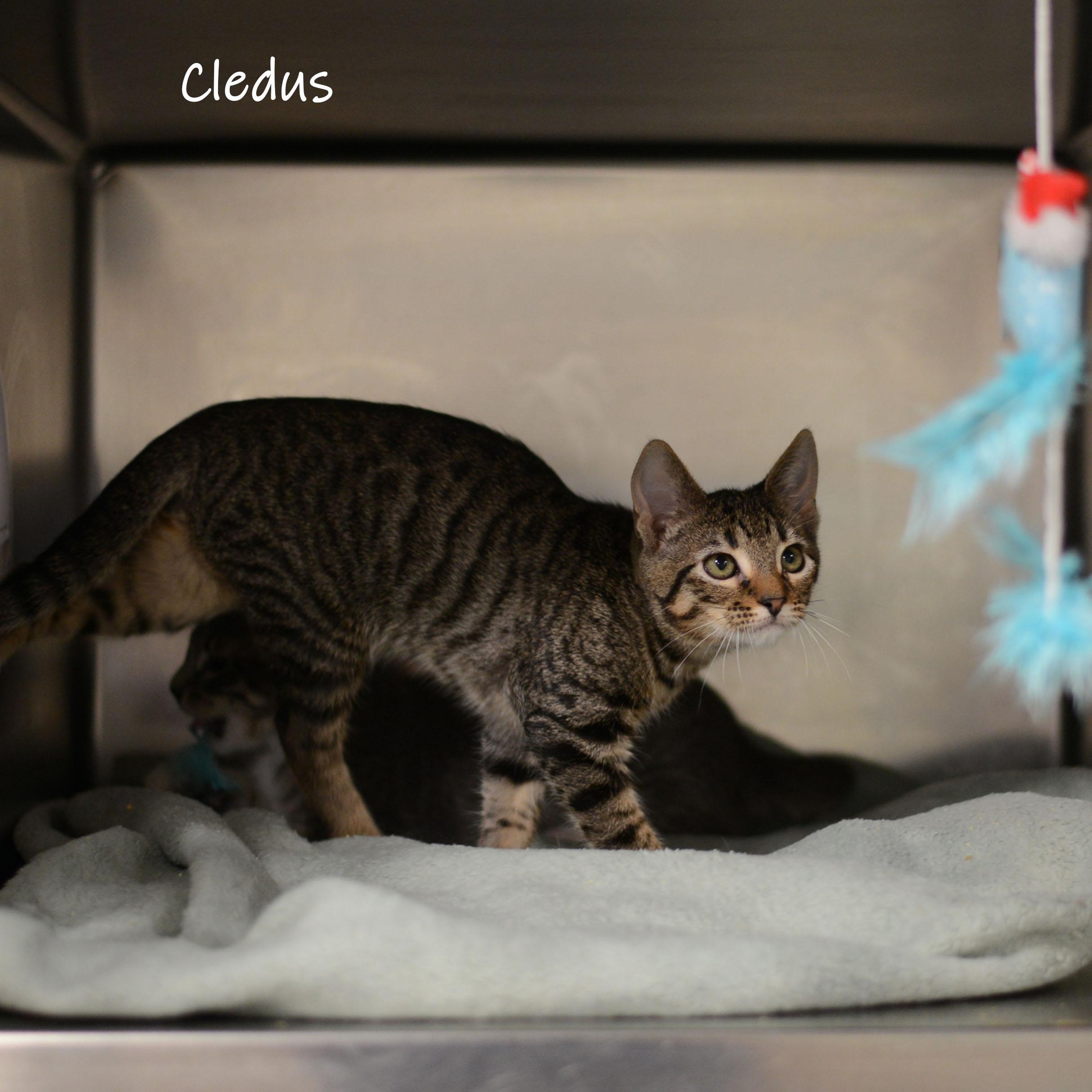 Cledus, a Adoptable Domestic Short Hair in Bishop, GA image 3/3