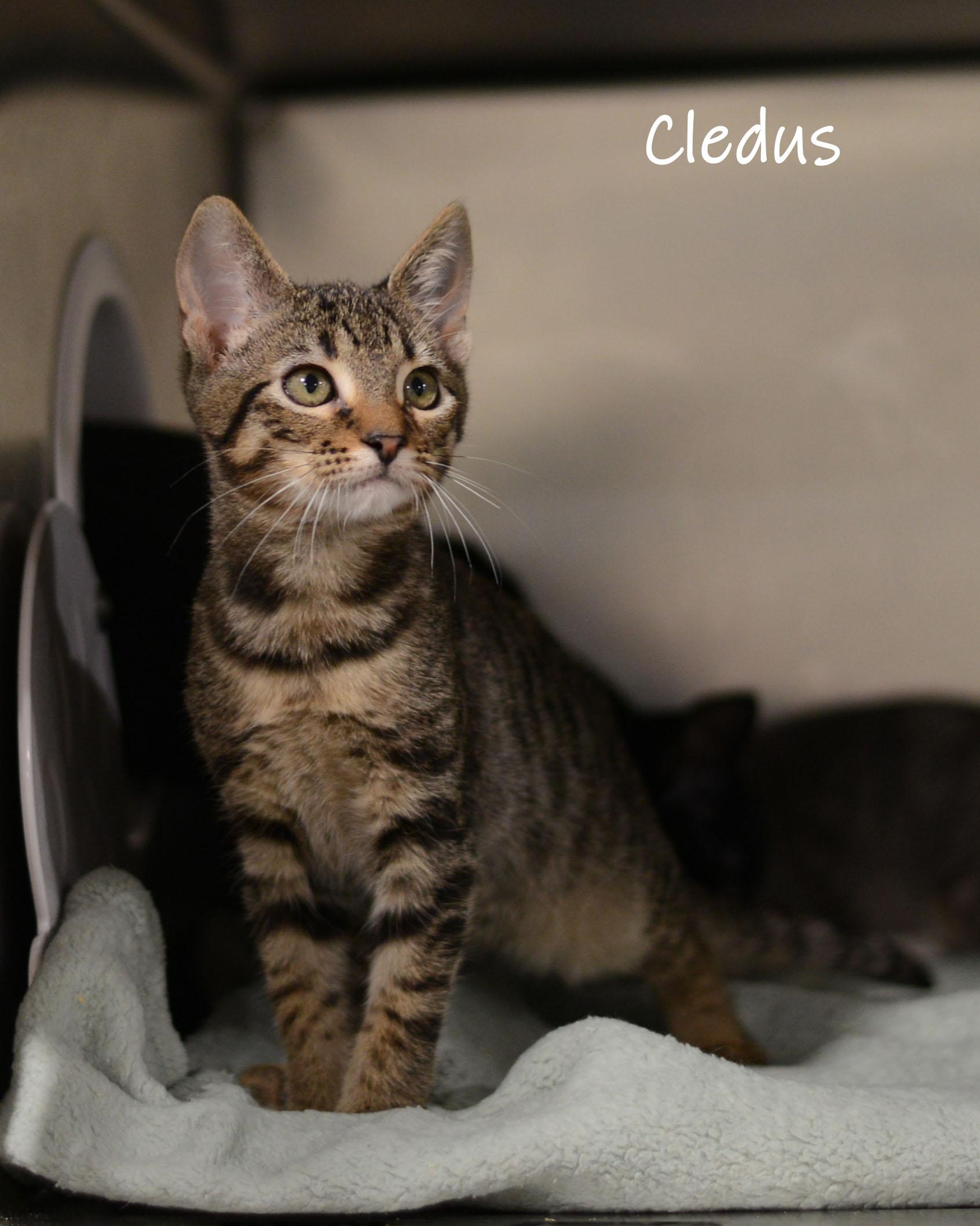 Cledus, Adoptable, Kitten Male Domestic Short Hair.