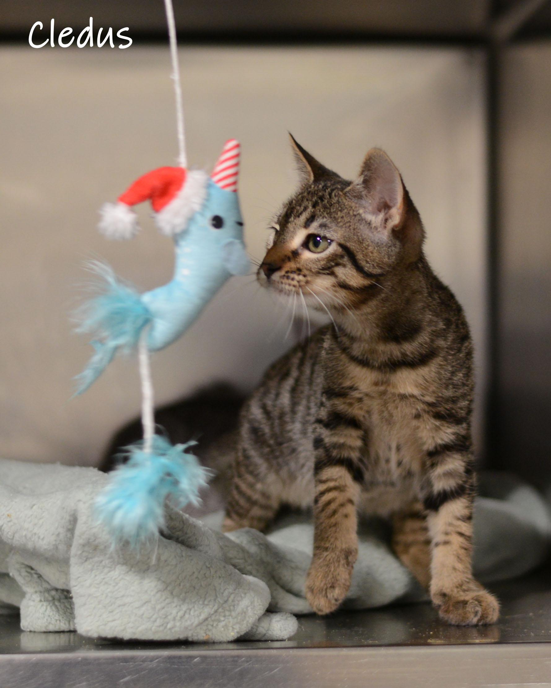 Cledus, a Adoptable Domestic Short Hair in Bishop, GA image 2/3
