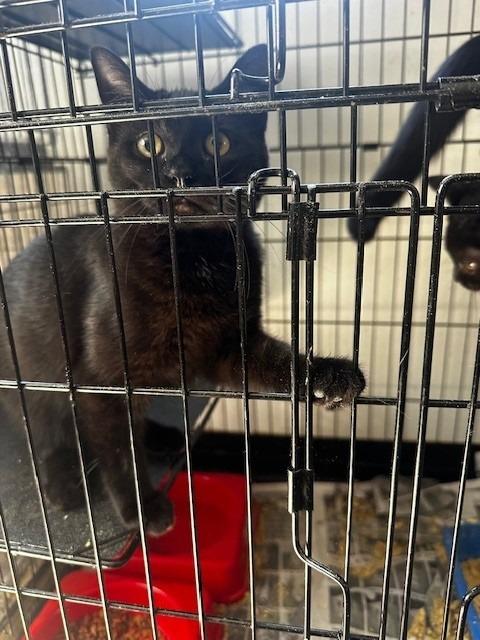 Enlarge Jeanie, a Adoptable mixed breed in Louisville, IL image 1/1