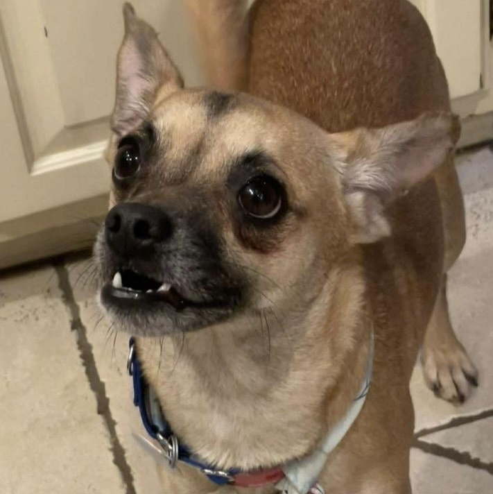 Irma, a ADOPTABLE mixed breed in Santa Rosa, CA image 1/2