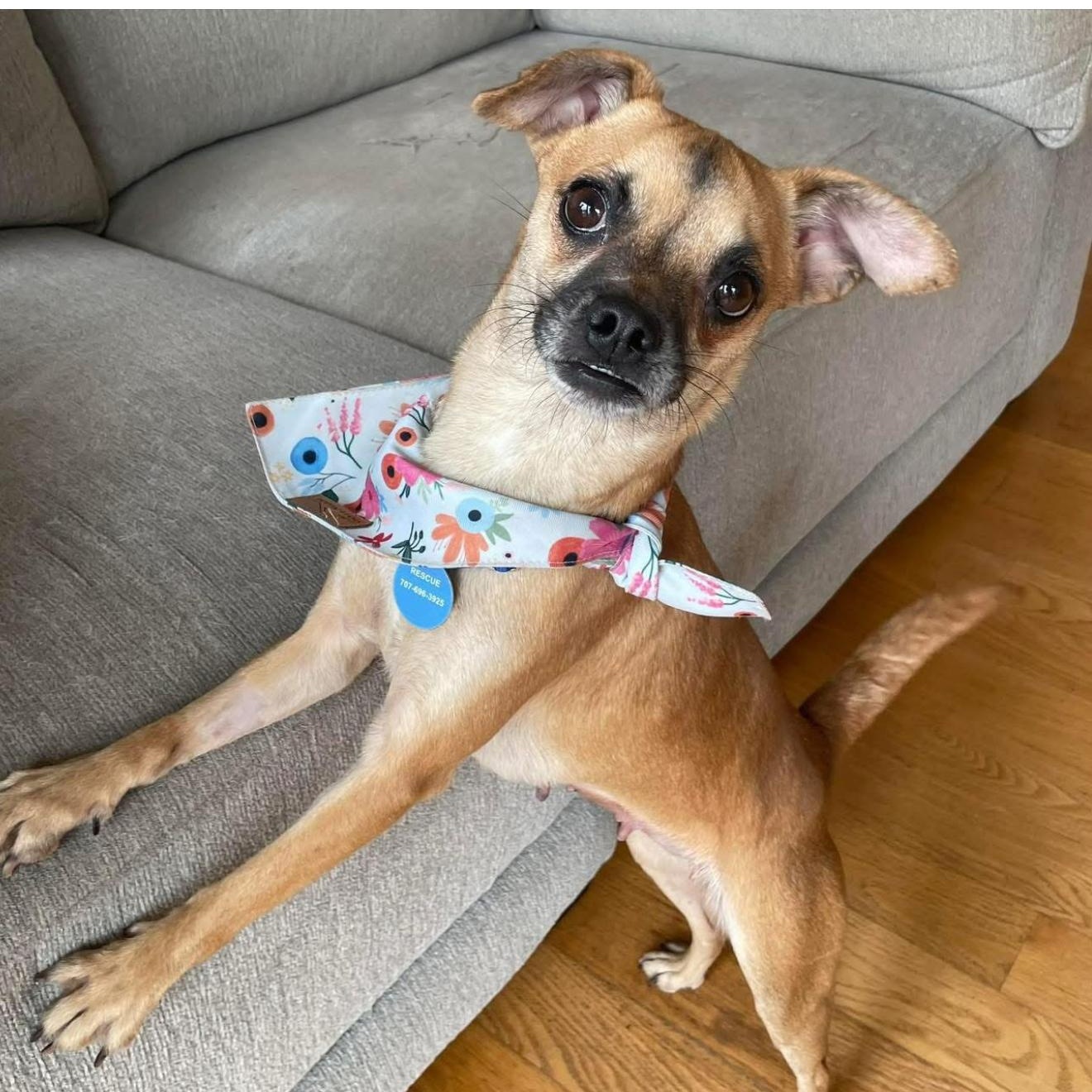 Irma, a ADOPTABLE mixed breed in Santa Rosa, CA image 2/2