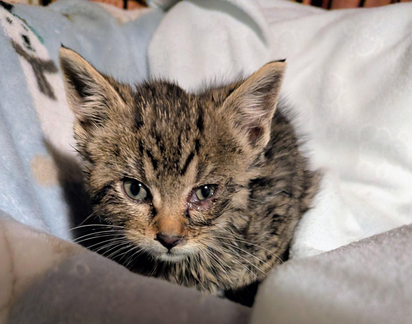 Enlarge Pepper X, a Adopted Domestic Short Hair in Trenton, NJ image 1/1