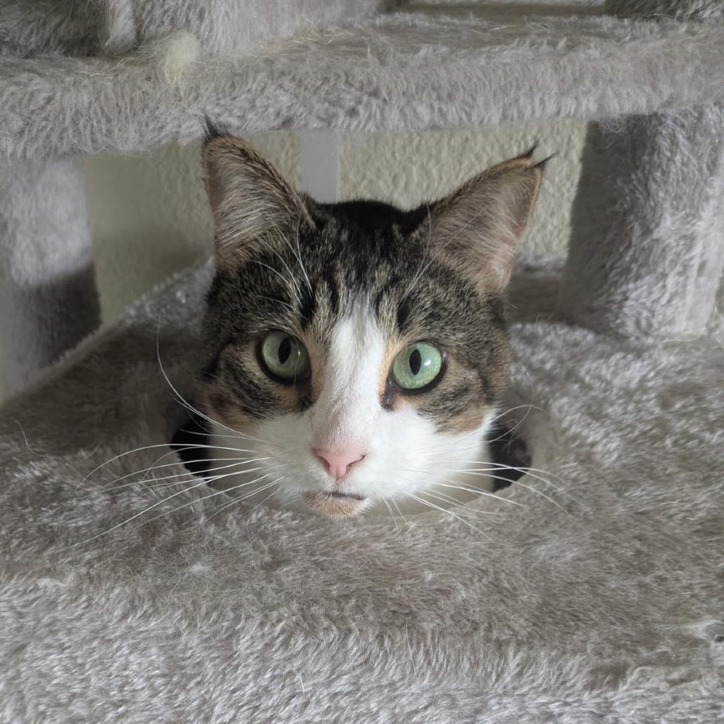 Slynk, Adoptable, Adult Female Domestic Short Hair.