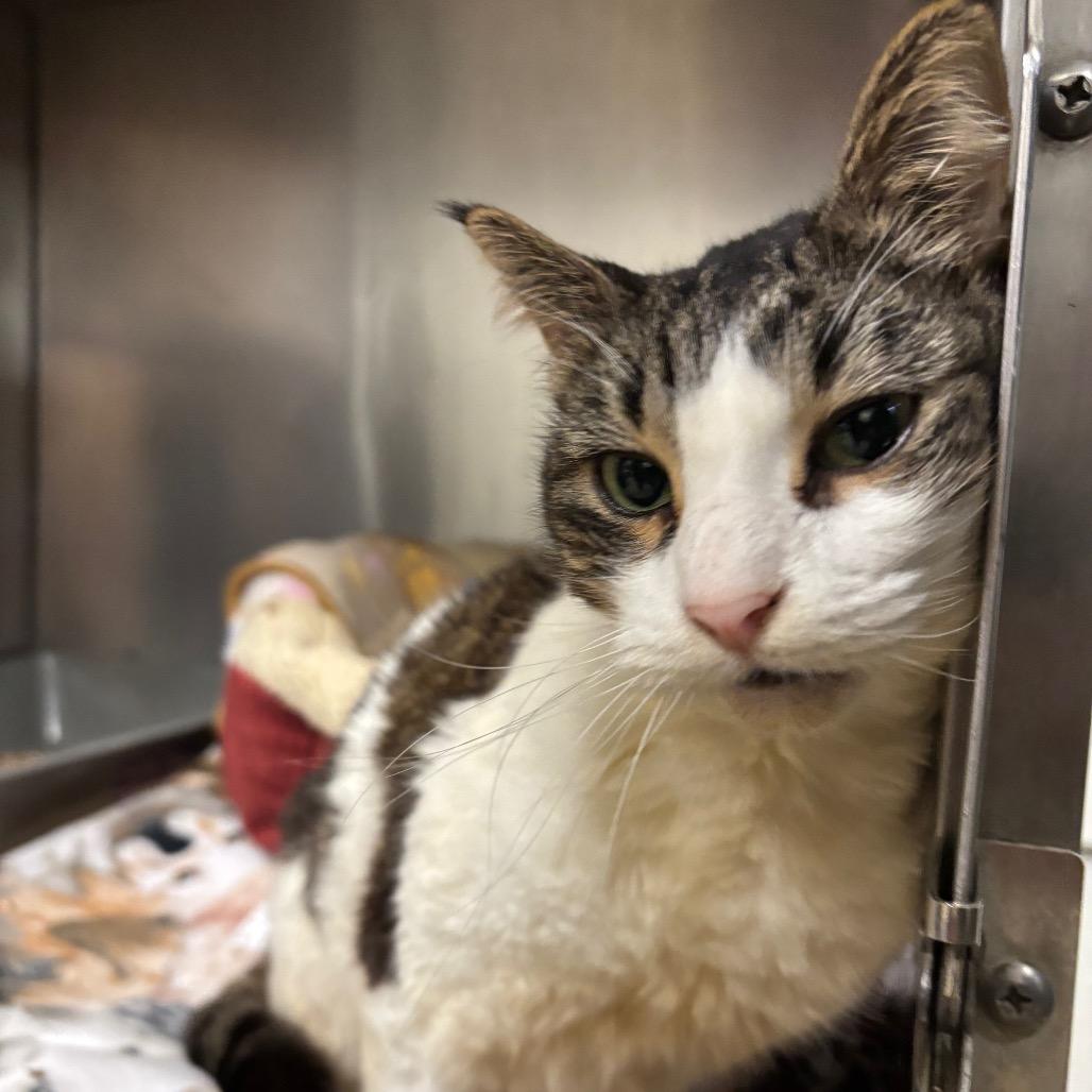 Slynk, Adoptable, Adult Female Domestic Short Hair.