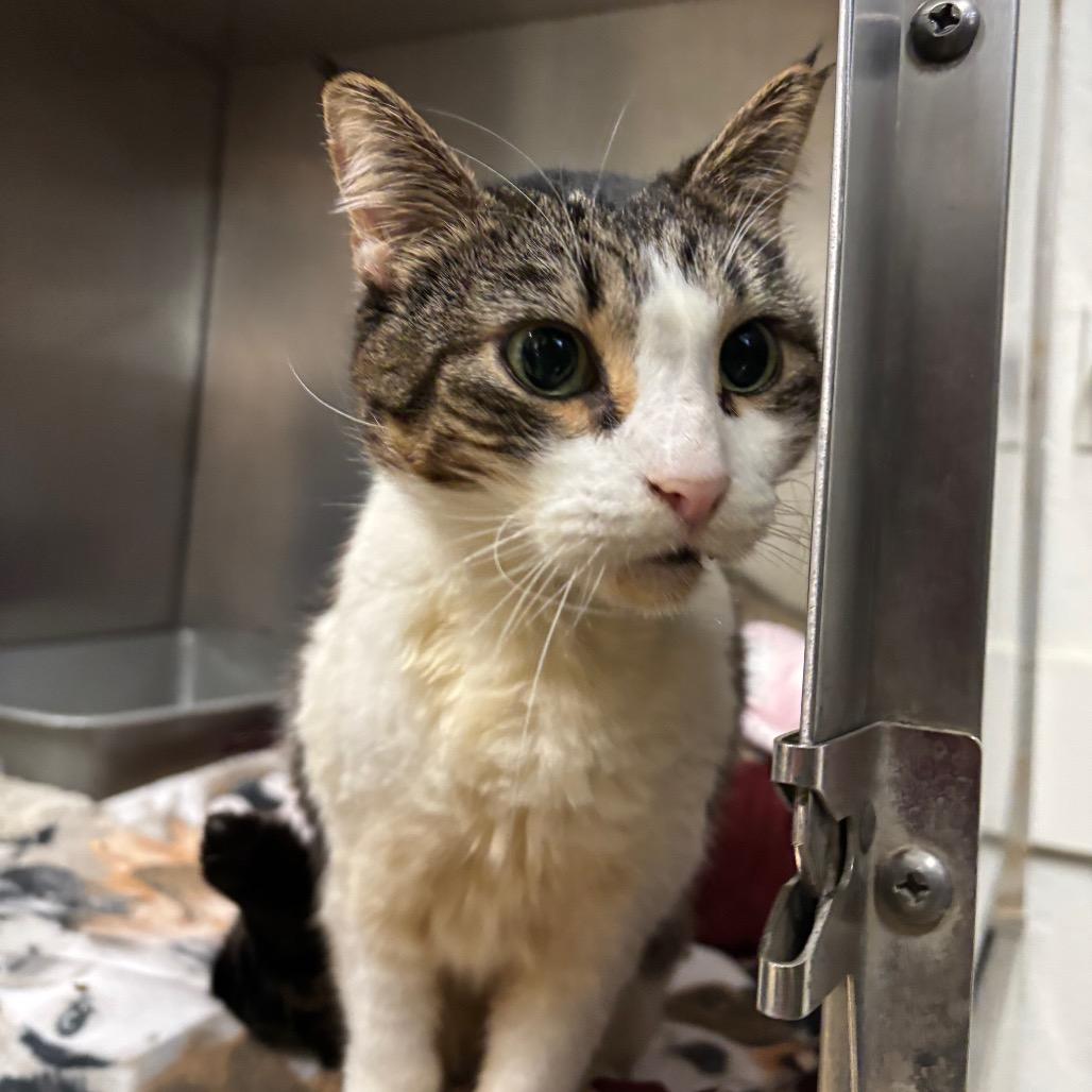 Enlarge Slynk, a Adoptable Domestic Short Hair in Morgan Hill, CA image 2/6