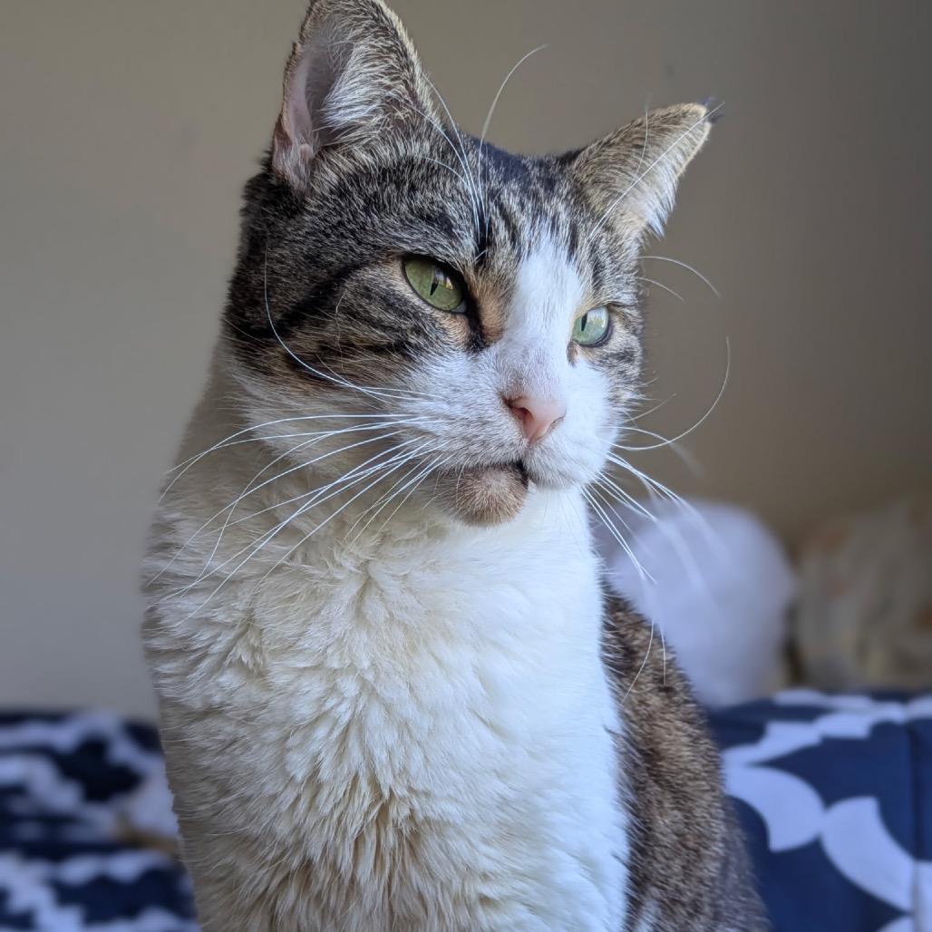 Enlarge Slynk, a Adoptable Domestic Short Hair in Morgan Hill, CA image 5/6