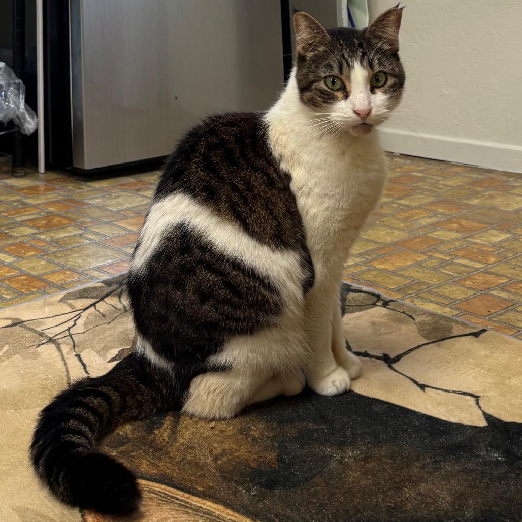 Enlarge Slynk, a Adoptable Domestic Short Hair in Morgan Hill, CA image 5/6