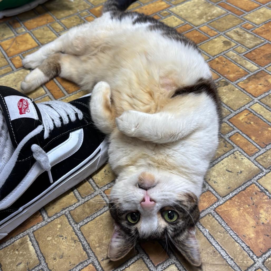 Enlarge Slynk, a Adoptable Domestic Short Hair in Morgan Hill, CA image 6/6