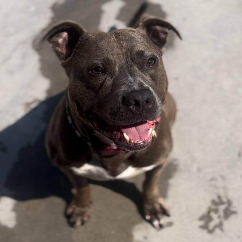 Iverson, Adoptable, Adult Female Pit Bull Terrier.