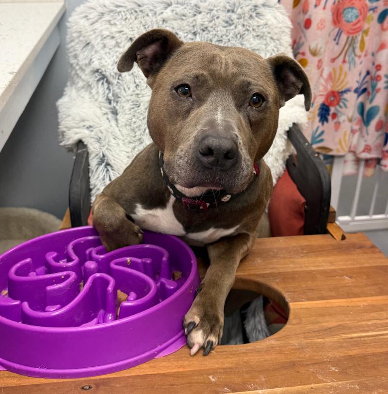 Iverson, Adoptable, Adult Female Pit Bull Terrier.