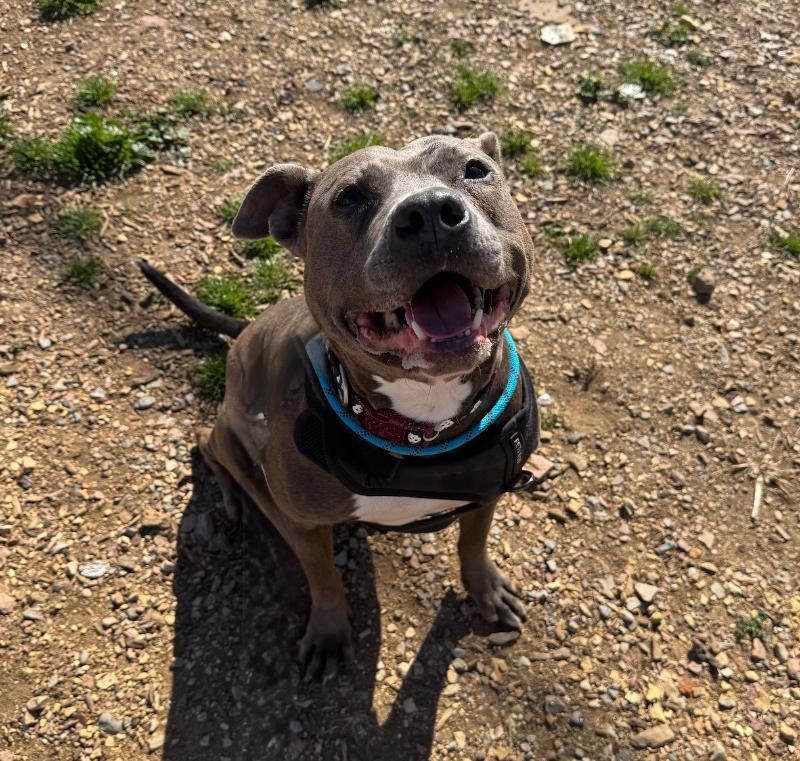 Enlarge Iverson, a Adoptable Pit Bull Terrier in Roanoke, VA image 1/6