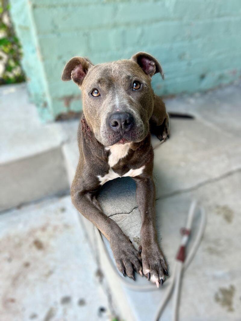 Enlarge Iverson, a Adoptable Pit Bull Terrier in Roanoke, VA image 4/6