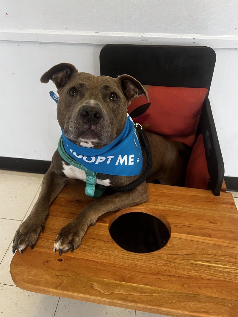 Enlarge Iverson, a Adoptable Pit Bull Terrier in Roanoke, VA image 6/6