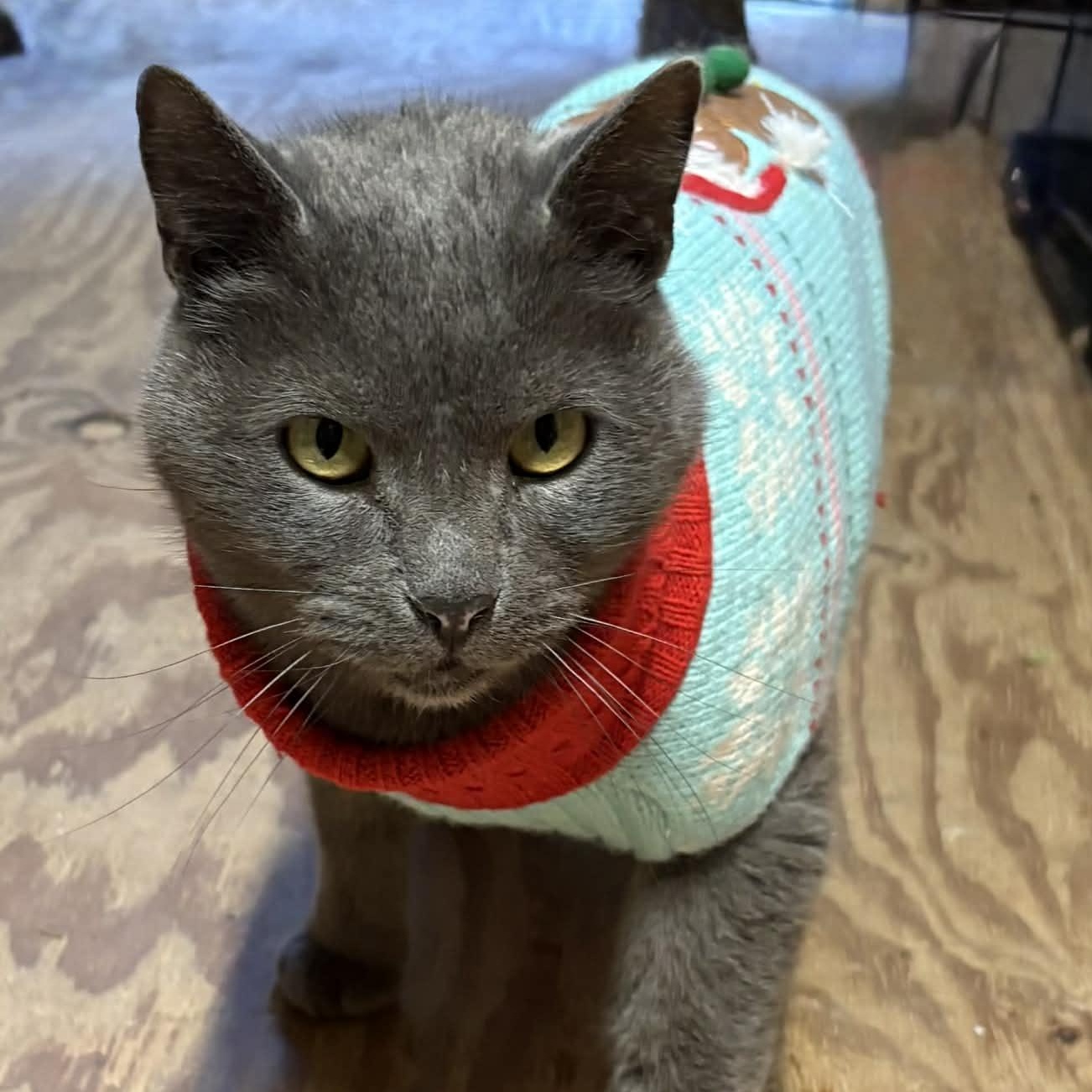 Enlarge Yuri, a ADOPTABLE Domestic Short Hair in Temple, PA image 1/3