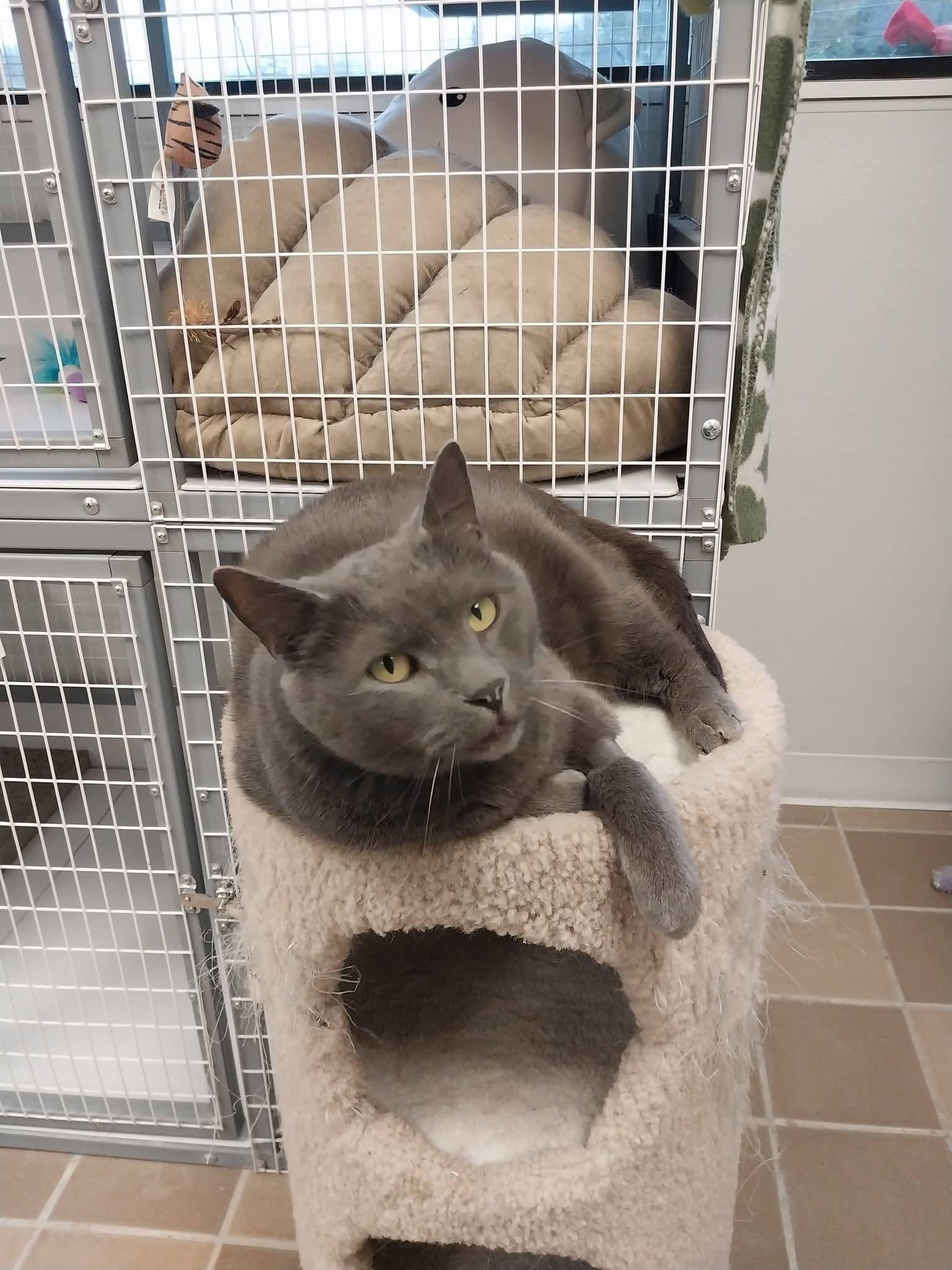 Enlarge Yuri, a ADOPTABLE Domestic Short Hair in Temple, PA image 3/3