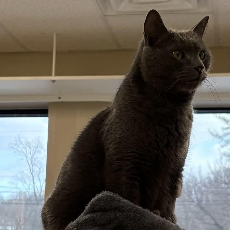 Enlarge Yuri, a ADOPTABLE Domestic Short Hair in Temple, PA image 2/3