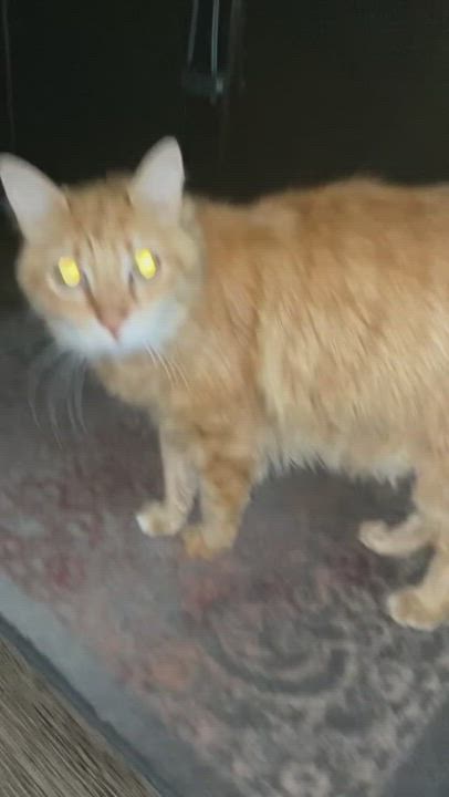 Enlarge Gabby, a Adopted Norwegian Forest Cat in Little River, SC video 5/9